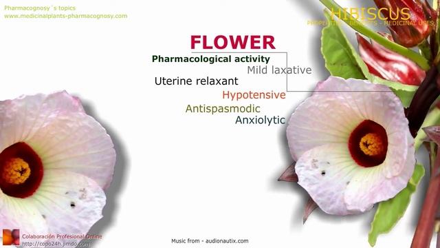 Hibiscus Benefits (roselle). Hibiscus Sabdariffa Plant. Benefits Of Flowers