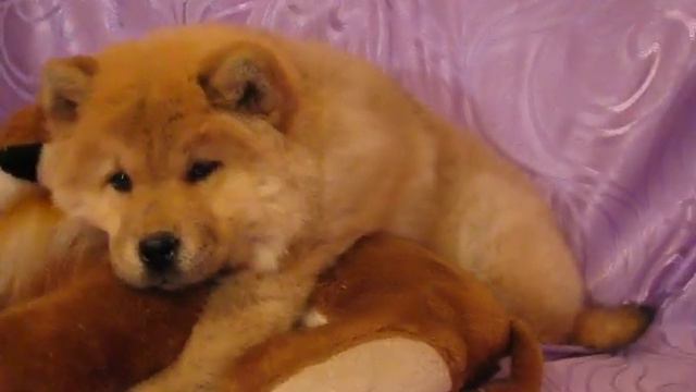 Чау-чау Лео, 3 месяца смотреть онлайн