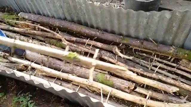 Сажаем Голубику в Подмосковье смотреть онлайн