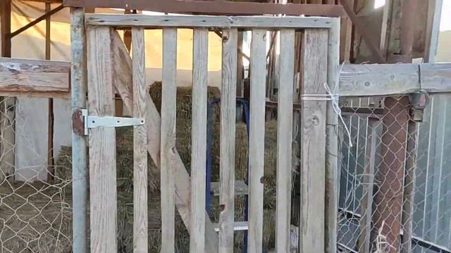 Сколько дней идёт молозиво! Сколько раз кормлю телят!#short #рек #топ #рекомендации #хочуврек #козы смотреть онлайн