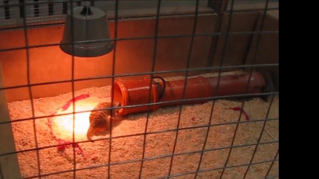 контактный зоопарк Гомель смотреть онлайн