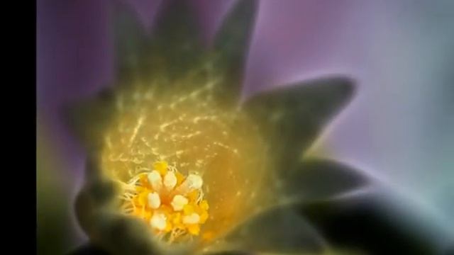 "A.S. & F.A - Лунная соната" ( "A.S. & F.A -Moonlight Sonata" ) смотреть онлайн