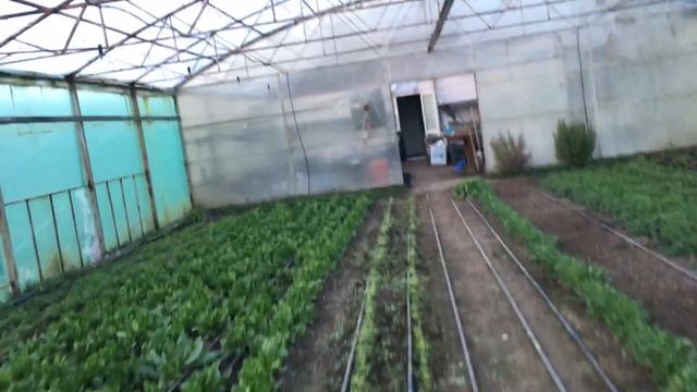 руккола НННадо\ срезка рукклы смотреть онлайн