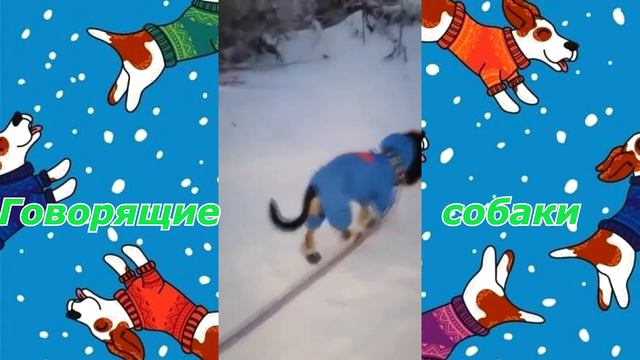 Подборка лучшего юмористического видео под названием "Говорящие собаки". смотреть онлайн