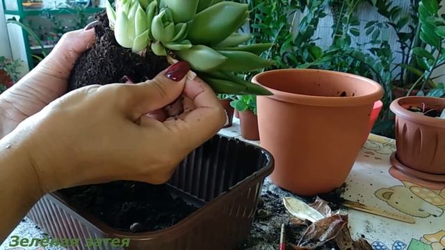 Эхеверия Миранда смотреть онлайн