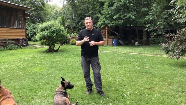 Про электроошейники смотреть онлайн