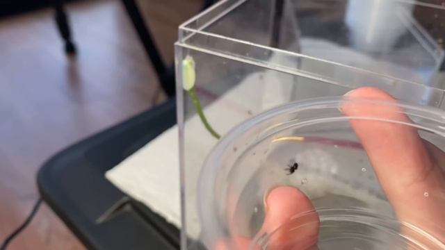 How many survived? Separating ALL the baby JUMPING SPIDERS! смотреть онлайн