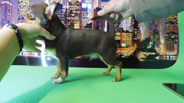 #ПРОДАЮ ЧИХУА МАРИ МИСТИК ВИЛЬГЕЛЬМ#ЧИХУА ОКРАС ШОКОЛАДНЫЙ ТРИКОЛОР ПРОДАЮ#ПИТОМНИКРКФМАРИМИСТИК смотреть онлайн