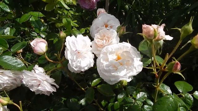 Мой подбор роз,устойчивых к ЛМР.Часть1. смотреть онлайн