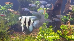 Аквариум скалярии неоны барбусы совместимость