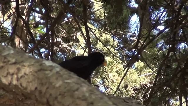 Форос. В парке поёт чёрный дрозд. смотреть онлайн