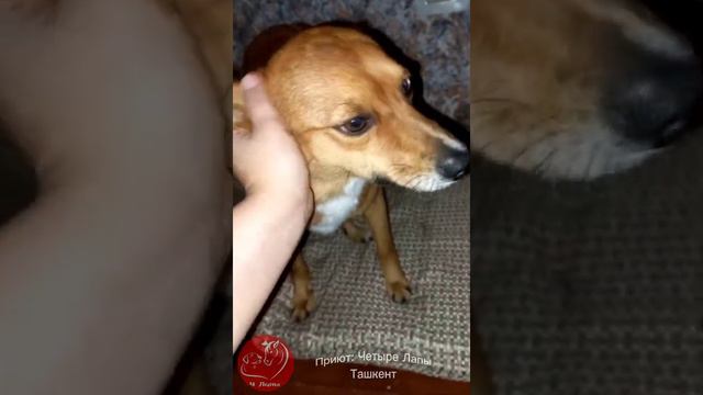 Четыре лапы Ташкент приют. В счастливое будущее улетели Том и Шоколадка смотреть онлайн