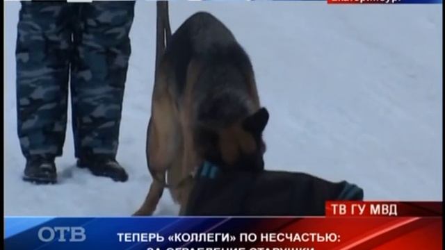 Полицейские УВО задержали подозреваемых в совершении грабежа смотреть онлайн