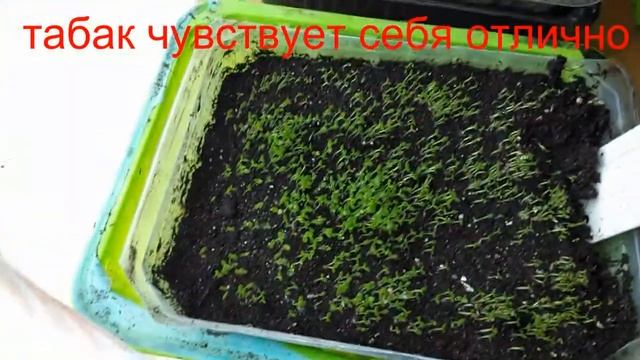 увлажнитель для рассады табака смотреть онлайн