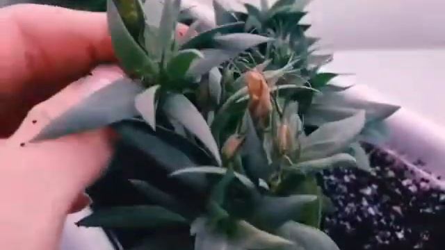 Эустома увядает?Почему??Прикорневые гнили.?3 препарата для лечения