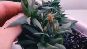 Эустома увядает?Почему??Прикорневые гнили.?3 препарата для лечения