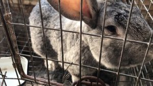 Беспроблемное содержание кроликов в ЛПХ Фроловых