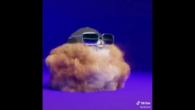 Мохнатая собака из тиктока Флексит под Силикончики, айфончики, вай-файчики | собака с очками смотреть онлайн