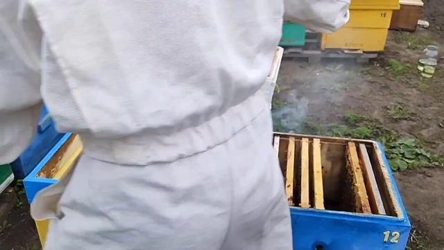 Отводки для будущих роёв. Отводок на маточник смотреть онлайн