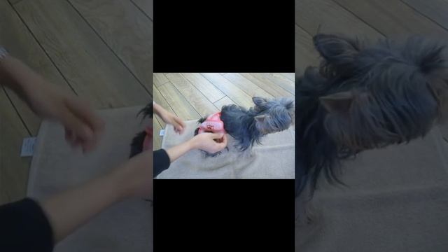 Защитный пояс-штанишки гигиенические для туалета и течки смотреть онлайн