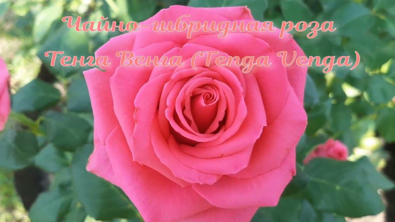 Закрывая глаза, возвращаюсь я в лето... смотреть онлайн