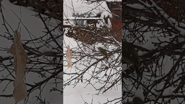 кошкин дом. наш редкий гость - зелёный дятел. смотреть онлайн
