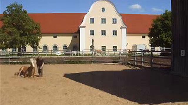 Goldy Freiheitsdressur und Zirzensik смотреть онлайн