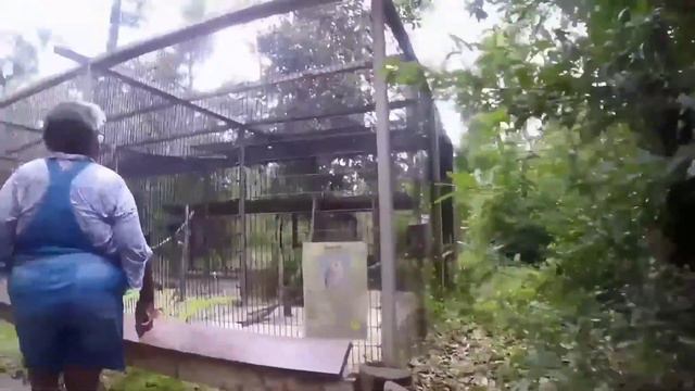 Hiking Oatland Island Wildlife Center смотреть онлайн