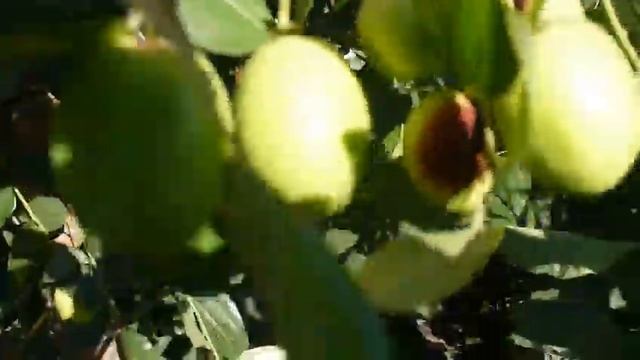зизифус ВИДЫ на УРОЖАЙ обзор 8 сортов! Ziziphus Harvest !!!