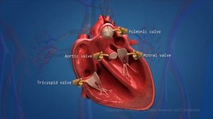 Сердце во всей красе! 3D  анимация работы сердца, со всеми механизмами работы, и кровообращения 1