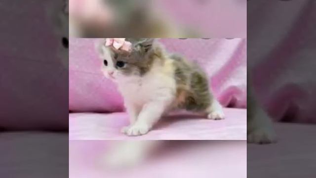 Какой ты кот по знаку зодиака смотреть онлайн