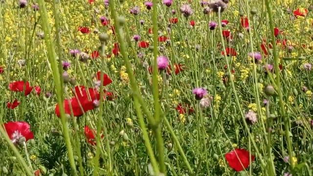 Маки в Шемахе смотреть онлайн