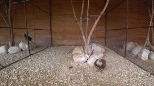 Нальчик. Нальчикский зоопарк. Кабардино-Балкария