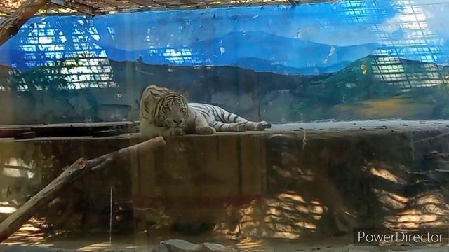 Сафари парк в Краснодаре смотреть онлайн