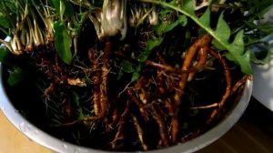 Корни одуванчика. Почему нужно их собирать.