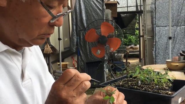 欅天然記念物埼玉県「大久保の大欅」「駒つなぎ欅」・実生欅は基本は、枝が何個？・やじま園＠盆栽タネ смотреть онлайн