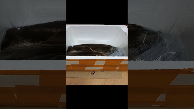 Касячья жызнь Касик №3