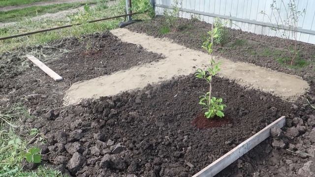 Посадила киви, инжир, грушу и др. Первая стрижка газона смотреть онлайн