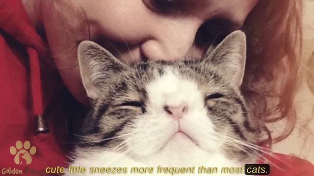 He Took the Most Unwanted Cat At the Shelter In the Night, the Cat Had a Surprise! смотреть онлайн