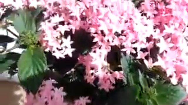 Pinata Pentas смотреть онлайн