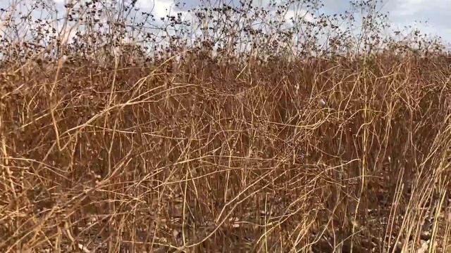 Уборка кориандра разными жатками смотреть онлайн