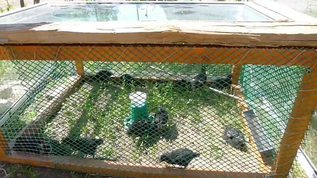 Вольер для цыплят. ПРОСТО и НЕДОРОГО... смотреть онлайн