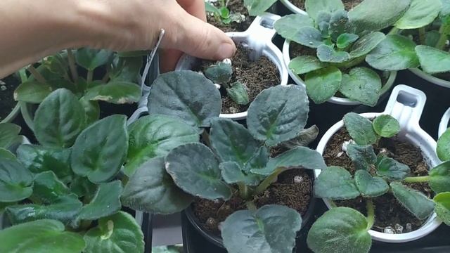 Герань, Фиалки. О цветах зимой на подоконнике и на стеллаже. Кап.маты, полив, свет* и о нас любимых смотреть онлайн