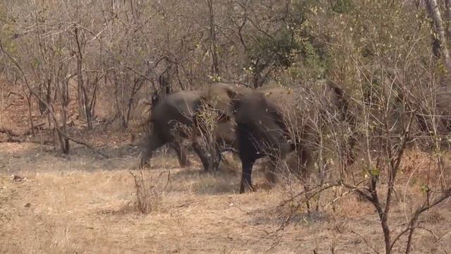 Malawi 2019: Morning at the Nakamba Hide смотреть онлайн