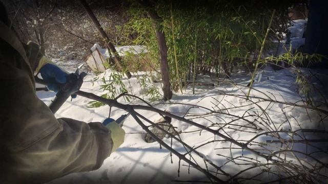 #Bosch Pro Pruner, #Аккумуляторные садовые ножницы (распаковка и тест) смотреть онлайн