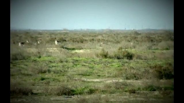 Джейраны смотреть онлайн