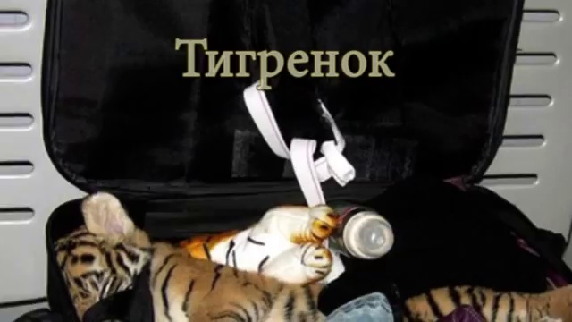 10 Шокирующих Вещей Изъятых Службами Безопасности в Аэропорту