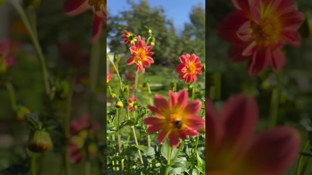 Теплый сентябрь🍂 #shorts смотреть онлайн