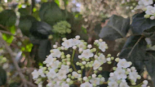 מורן החורש פורח افلوس Viburnum tinus blooming смотреть онлайн