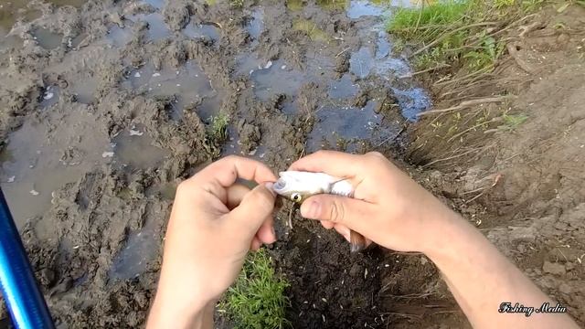 Ловля голавля на личинку майского жука в июне смотреть онлайн